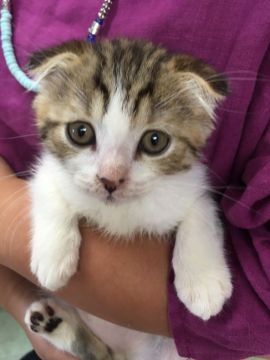 スコティッシュフォールド(折れ耳)【群馬県・男の子・2017年4月12日・ブラウンタビー&ホワイト】の写真「元気な子です♡」