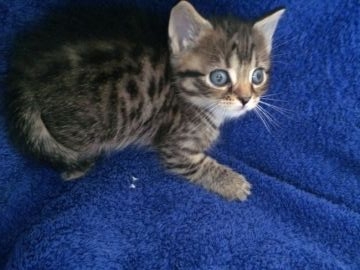 マンチカン【群馬県・男の子・2016年5月3日・ブラウンタビー】の写真「可愛いです♡」