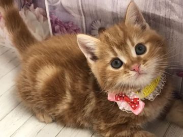 マンチカン(長足)【群馬県・男の子・2020年9月13日・レッドタビー】の写真「可愛いです🖤」