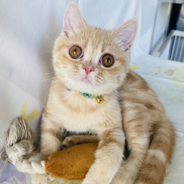 エキゾチックショートヘア【群馬県・男の子・2023年2月4日・クリームタビー】の写真「目がくりくりの可愛い子です❤️」