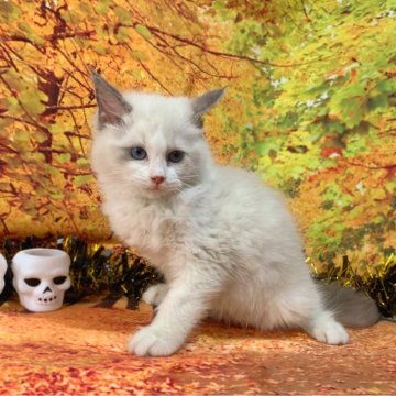 ラグドール【群馬県・男の子・2024年8月8日・ブルーポイントバイカラー】の写真「大人しくて可愛い子です🩵」