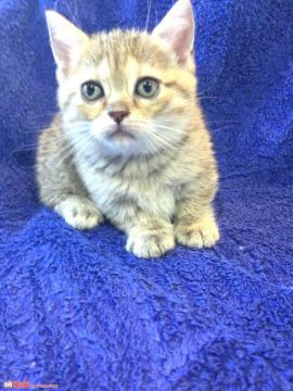 マンチカン【群馬県・女の子・2016年4月14日・ブラウンマッカルタビー】の写真「足短ちゃん♡」