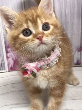 マンチカン(長足)【群馬県・男の子・2020年9月13日・レッドタビー】の写真「可愛い顔立ちです‼︎」