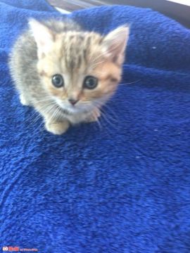 マンチカン【群馬県・女の子・2016年4月20日・ブラウンパッチドタビー】の写真「足短♡癒し系♡」