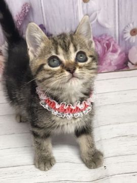 アメリカンショートヘア【群馬県・女の子・2020年9月14日・ブラウンタビー】の写真「小粒ちゃん可愛いです♡♡」