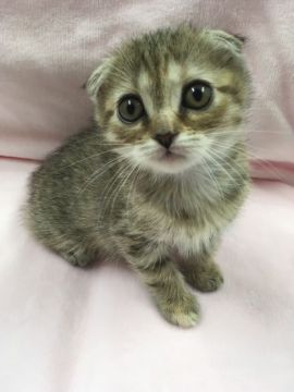 マンチカン【群馬県・女の子・2017年3月18日・ブラウンマッカレルタビー】の写真「スコマンチの女の子♡」