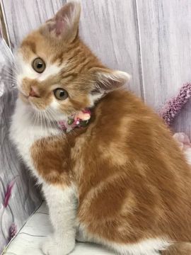 マンチカン(長足)【群馬県・男の子・2020年9月4日・レッドタビー&ホワイト】の写真「ユニークな柄です♡」