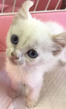 アメリカンカール【群馬県・女の子・2017年5月18日・ホワイト】の写真「可愛いホワイトちゃんです♡」