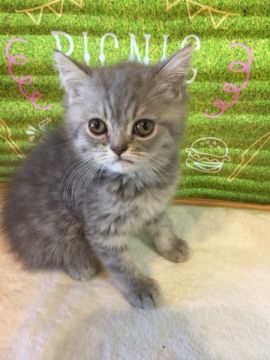 エキゾチックショートヘア【群馬県・男の子・2018年3月3日・ブルータビー】の写真「大人しくとっても良い子です☆」