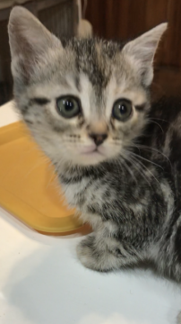 アメリカンショートヘア【群馬県・女の子・2017年11月21日・シルバーパッチドタビー】の写真「可愛いアメショーちゃんです♡」