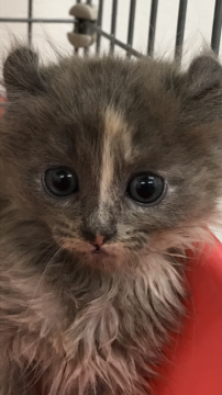 アメリカンカール【群馬県・女の子・2017年2月9日・ブルー&ホワイト】の写真「モコモコ♡フワフワ♡ヘアー」