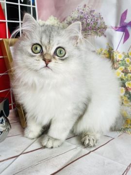 ペルシャ(チンチラ)【群馬県・女の子・2021年5月27日・チンチラシルバー】の写真「おっとりお淑やかさん」