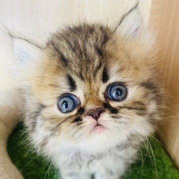 エキゾチックショートヘア【群馬県・男の子・2023年7月13日・ブラウンタビー】の写真「可愛いです♡♡」