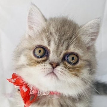 エキゾチックショートヘア【群馬県・女の子・2023年3月7日・ブルータビー】の写真「大人しい穏やかな子です💕」