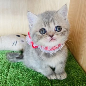 エキゾチックショートヘア【群馬県・女の子・2023年6月6日・ブルータビー】の写真「可愛いです💛」