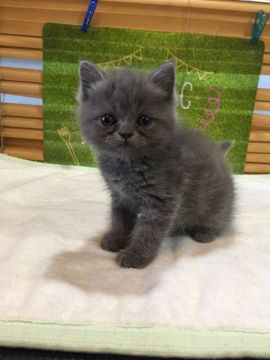 エキゾチックショートヘア【群馬県・男の子・2018年5月8日・ブルー】の写真「可愛いエキちゃんです♡脱走が得意ですf^_^;」