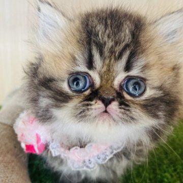 エキゾチックショートヘア【群馬県・女の子・2023年7月13日・ブラウンタビー】の写真「可愛いです♡♡」