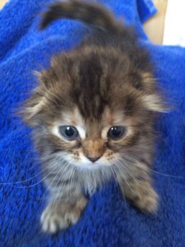 マンチカン【群馬県・女の子・2016年5月3日・ブラウンタビー】の写真「フサフサ耳たれマンチちゃん♡」