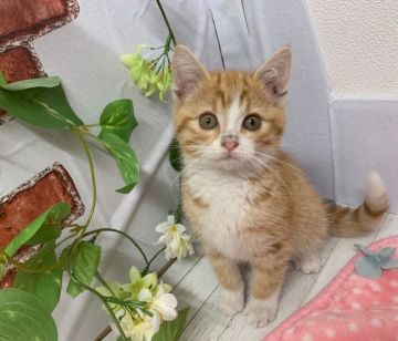 マンチカン(長足)【群馬県・男の子・2020年1月8日・レッドマッカレルタビー&ホワイト】の写真「しっかりしてます‼︎」