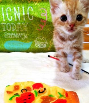 アメリカンショートヘア【群馬県・男の子・2018年8月6日・レッドタビー】の写真「可愛い子です♡」