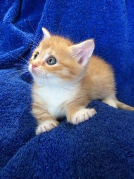 マンチカン【群馬県・女の子・2016年5月3日・レッドタビー】の写真「足短のマンチくん♡」