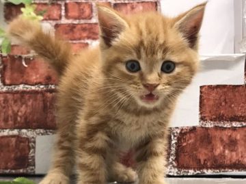 マンチカン(長足)【群馬県・男の子・2020年6月9日・レッドタビー】の写真「可愛い性格の子です♡当日見学OK‼︎」