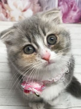 マンチカン(短足)【群馬県・女の子・2020年11月17日・ブルークリーム】の写真「うっとりする可愛さ♡」