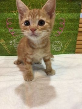 アメリカンショートヘア【群馬県・男の子・2018年5月1日・レッドタビー】の写真「元気な男の子です♡」