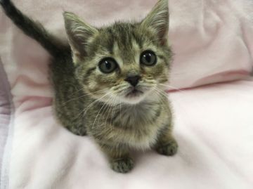 マンチカン【群馬県・男の子・2017年3月18日・ブラウンマッカレルタビー】の写真「マンチカン足短か♂可愛いです☆」