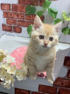 マンチカン(長足)【群馬県・男の子・2020年1月8日・レッドクラシックタビー】の写真「しっかりしてます♡」