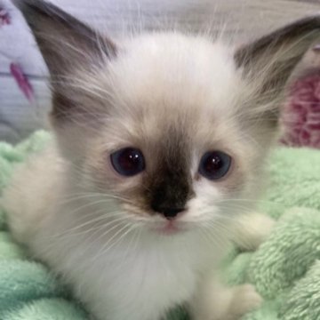 ラグドール【群馬県・女の子・2023年6月3日・シールポイント】の写真「目クリクリな鼻黒ちゃん💜両親クリア」