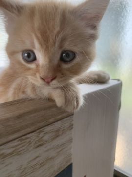 マンチカン(長足)【群馬県・男の子・2020年7月15日・レッドタビー】の写真「かまってくん♡当日見学予約引渡し可能」