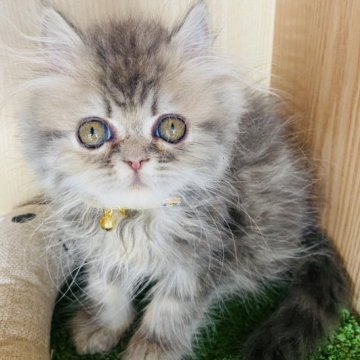 エキゾチックショートヘア【群馬県・女の子・2023年6月6日・ブルータビー】の写真「可愛い色です🩶」