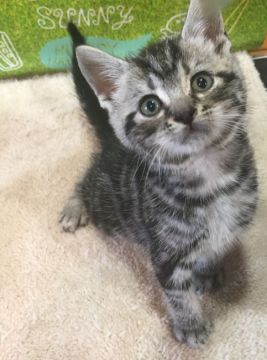 アメリカンショートヘア【群馬県・男の子・2018年8月6日・シルバータビー】の写真「なかなかのイケメンです♡」