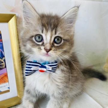 サイベリアン【群馬県・男の子・2022年5月20日・ブルータビー】の写真「可愛いです❤️」