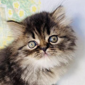 エキゾチックショートヘア【群馬県・男の子・2022年10月5日・ブラウンタビー】の写真「ロングヘアーの男の子💙」