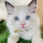 ラグドール【群馬県・男の子・2023年6月3日・ブルーポイントバイカラー】の写真1