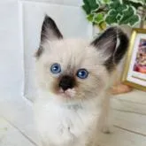 ラグドール【群馬県・男の子・2022年4月12日・シールポイント】の写真1