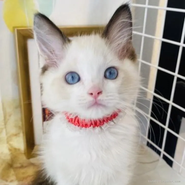 paji 様のお迎えした子猫