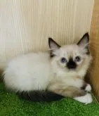 ラグドール【群馬県・男の子・2023年7月21日・シールポイントミテッド】の写真2