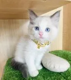 ラグドール【群馬県・男の子・2023年6月3日・ブルーポイントバイカラー】の写真2