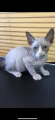 スフィンクス【群馬県・男の子・2017年12月16日・ブラック/ホワイト】の写真2