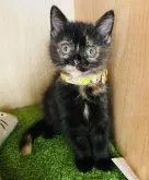 マンチカン(長足)【群馬県・女の子・2023年7月11日・トーティー】の写真2