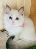 ラグドール【群馬県・女の子・2023年5月10日・ブルーポイントバイカラー】の写真2