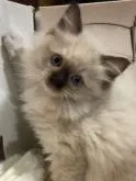 ラグドール【群馬県・女の子・2022年8月16日・シールポイントミテッド】の写真2