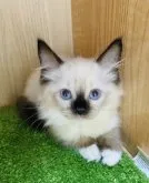 ラグドール【群馬県・男の子・2023年7月21日・シールポイントミテッド】の写真3