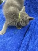 ブリティッシュショートヘア【群馬県・男の子・2016年11月5日・ブルー】の写真3