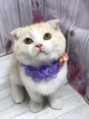 スコティッシュフォールド(折れ耳)【群馬県・男の子・2020年8月4日・クリームタビー】の写真3