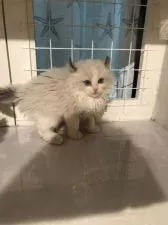 アメリカンカール【群馬県・男の子・2019年9月17日・ブルーポイント】の写真3