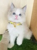 ラグドール【群馬県・男の子・2023年6月3日・ブルーポイントバイカラー】の写真3